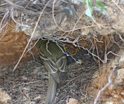 Cordilleran Flycatcher - on nest with babies_2101.jpg