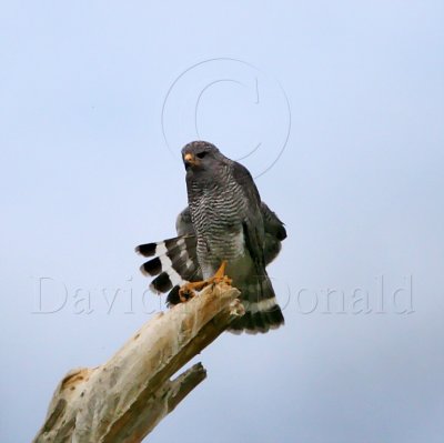 Gray Hawk - adult_2892.jpg