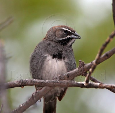 Five-striped Sparrow_2056.jpg