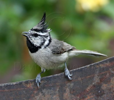 Bridled Titmouse_1977.jpg