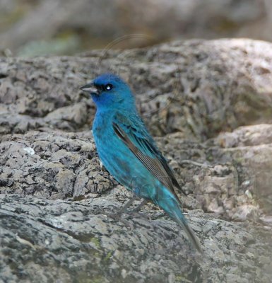 Indigo Bunting_1695.jpg