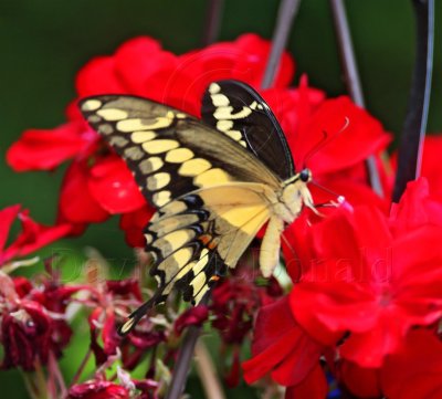 Giant Swallowtail_1527.jpg