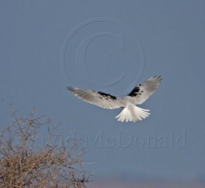 White-tailed Kite_6014.jpg