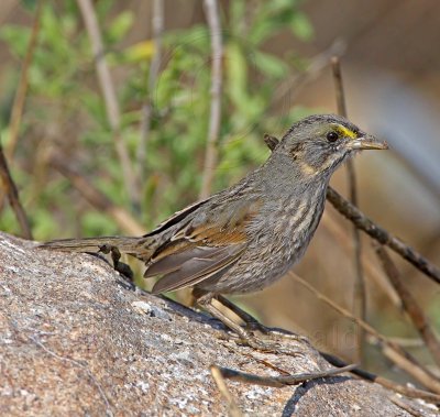 Seaside Sparrow - juvenile_6079.jpg