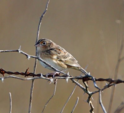 Grasshopper Sparrow_6357.jpg