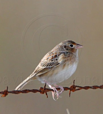 Grasshopper Sparrow_6429.jpg