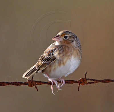 Grasshopper Sparrow_6445.jpg