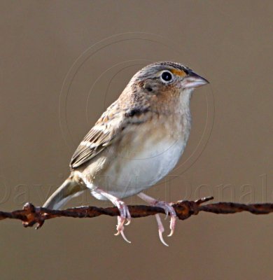 Grasshopper Sparrow_6506.jpg