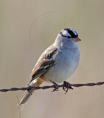 White-crowned Sparrow_6500.jpg