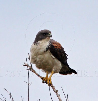 White-tailed Hawk - adult_6835.jpg