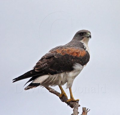 White-tailed Hawk - adult_6892.jpg