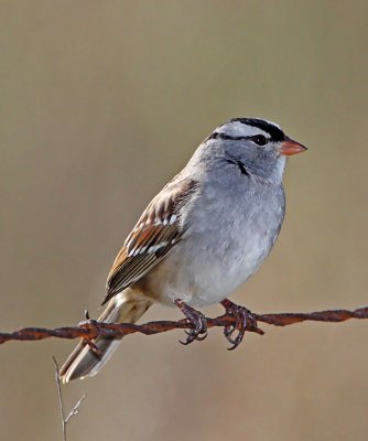 White-crowned Sparrow_6508.jpg