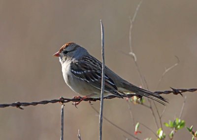 White-crowned Sparrow - immature_6463.jpg