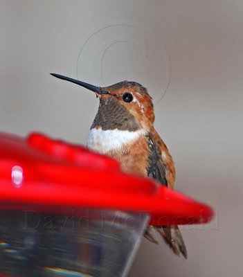 Rufous Hummingbird - male_6924.jpg