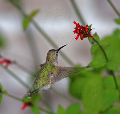 Archilochus sp. Hummingbird - female_6893.jpg