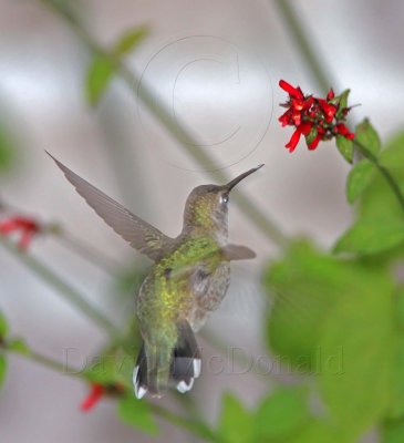 Archilochus sp. Hummingbird - female_6894.jpg