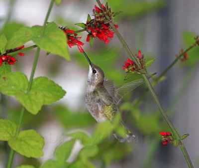 Archilochus sp. Hummingbird - female_6895.jpg