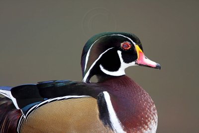 Wood Duck - male_6969.jpg