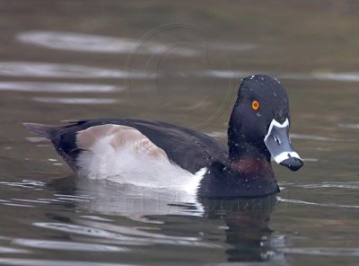 Ring-necked Duck - male_7120.jpg