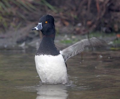 Ring-necked Duck - male_7178.jpg