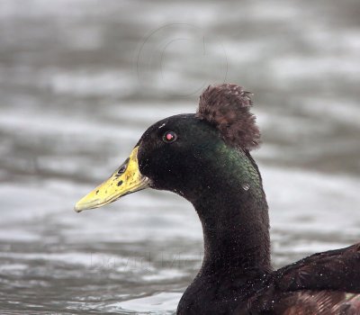 Crested Duck - domestic_7067.jpg