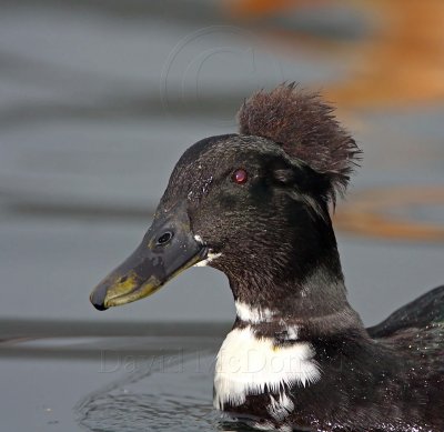 Crested Duck - domestic_7050.jpg