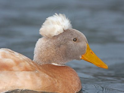 Crested Duck - domestic_7072.jpg