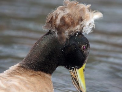 Crested Duck - domestic_7084.jpg