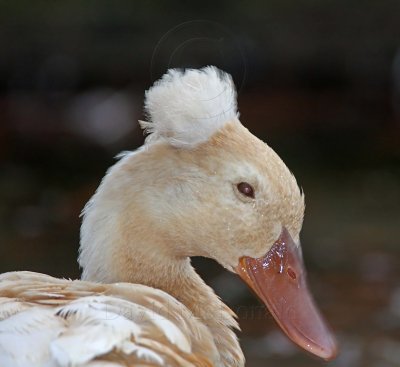 Crested Duck - domestic_7082.jpg