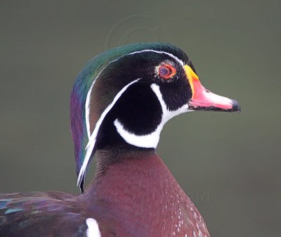 Wood Duck - male_7096.jpg