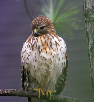 Red-shouldered Hawk - juvenile_7224.jpg