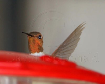 Rufous Hummingbird - male_7229.jpg