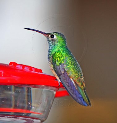 Buff-bellied Hummingbird_7397.jpg