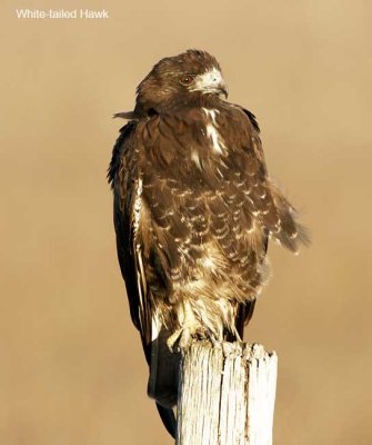 White-tailed Hawk - juvenile 1st year_3064.jpg