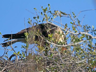 Northern Caracara_0142.jpg