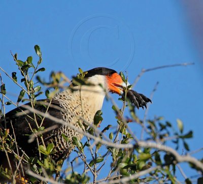 Northern Caracara_0146.jpg