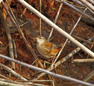 Marsh Wren_0268.jpg