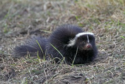 Striped Skunk without stripes!_0483.jpg