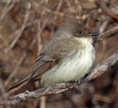 Eastern Phoebe_0647.jpg