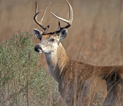 White-tailed Deer - buck_0875.jpg