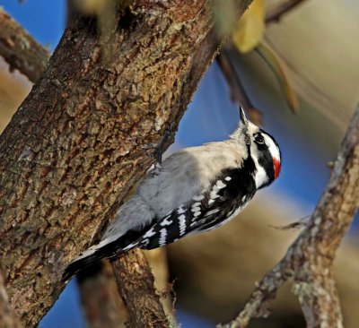 Downy Woodpecker - male_1056.jpg