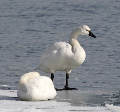 Tundra Swan - adult_1710.jpg