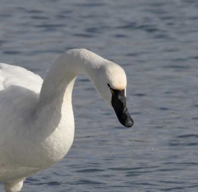 Tundra Swan - adult_1702.jpg