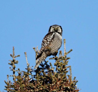 Northern Hawk Owl_2885.jpg
