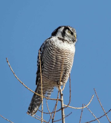 Northern Hawk Owl_2771.jpg