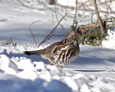 Ruffed Grouse_7830.jpg