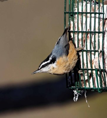 Red-breasted Nuthatch - male_2855.jpg