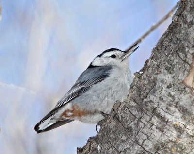 White-breasted Nuthatch_2373.jpg