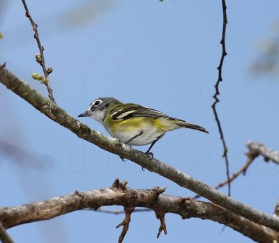 Blue-headed Vireo_8771.jpg