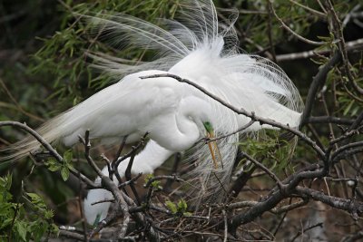 Great Egret - breeding_4630.jpg